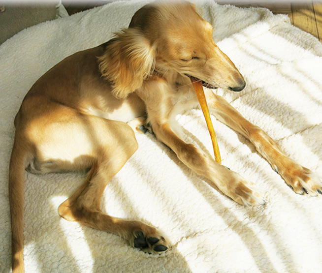 犬が食べる様子