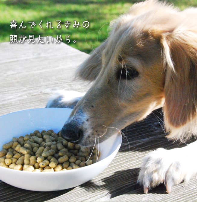 馬肉ドッグフード ドッグフード 犬用ケーキとおやつならキアッケレカーニ本店 馬肉ドッグフード ドッグフード 犬用ケーキとおやつならキアッケレカーニ本店
