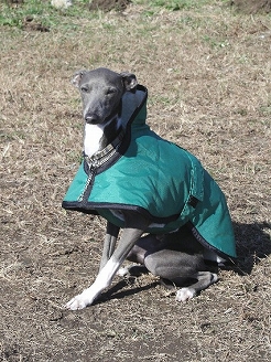 イングリッシュコート ≪イタリアングレーハウンド（小型犬）サイズ≫