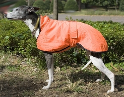 イングリッシュコート ≪ウイペット（中型犬）サイズ≫