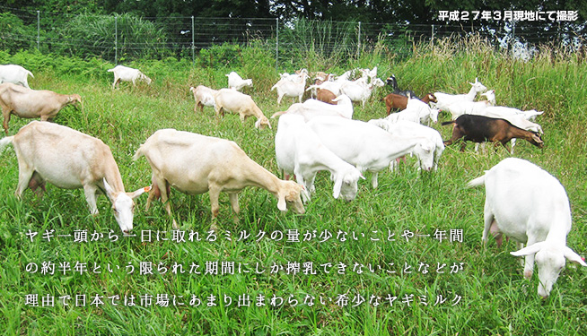 山羊たち（平成27年3月現地にて撮影）