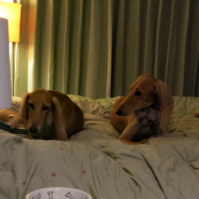 犬のマーニーが好きなら従うべき9匹の犬