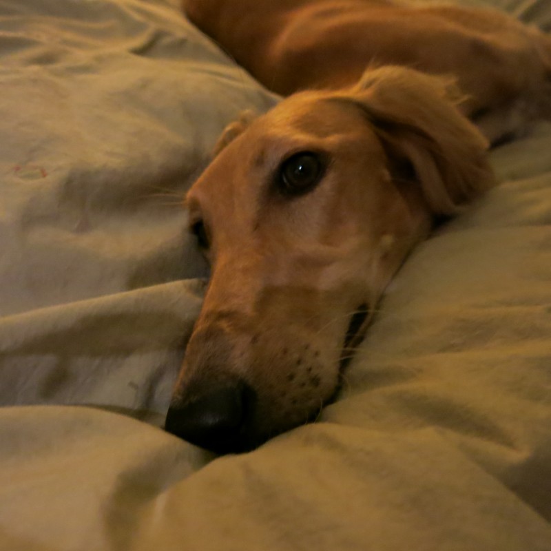 【日常】帰ってくると勝負が始まる犬たち