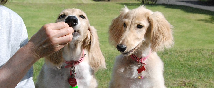 犬とおやつ